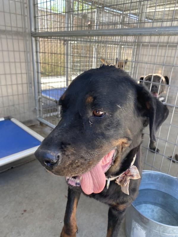 Enlarge Fiona, a Adoptable mixed breed in Victorville, CA image 1/1