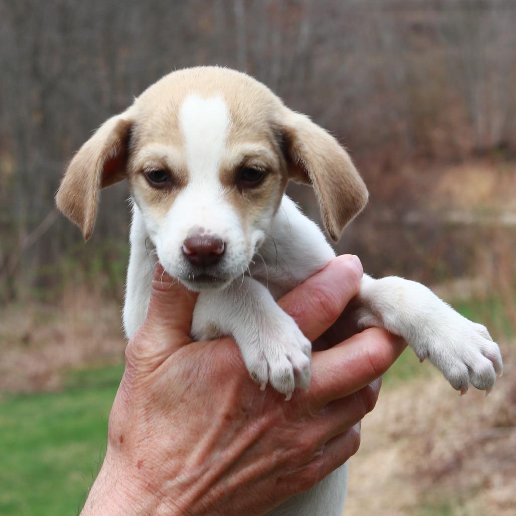 CT Blue avail Apr 25 (Ellington Earth Day- Ellington, CT), Adoptable, Puppy Male Jack Russell Terrier.