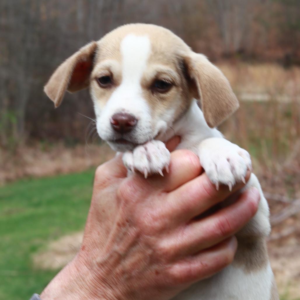 Enlarge CT Blue avail Apr 25 (Ellington Earth Day- Ellington, CT), a Adoptable mixed breed in Stormville, NY image 2/3