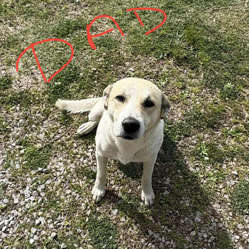 Enlarge CT Blue avail Apr 25 (Ellington Earth Day- Ellington, CT), a Adoptable mixed breed in Stormville, NY image 3/3