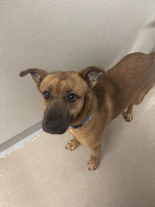 Leon, Adoptable, Adult Male Shepherd & Mixed Breed.