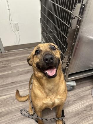 Enlarge Leon, a Adoptable mixed breed in Norfolk, VA image 2/3