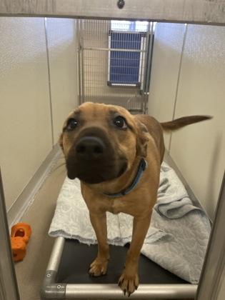 Enlarge Leon, a Adoptable mixed breed in Norfolk, VA image 3/3