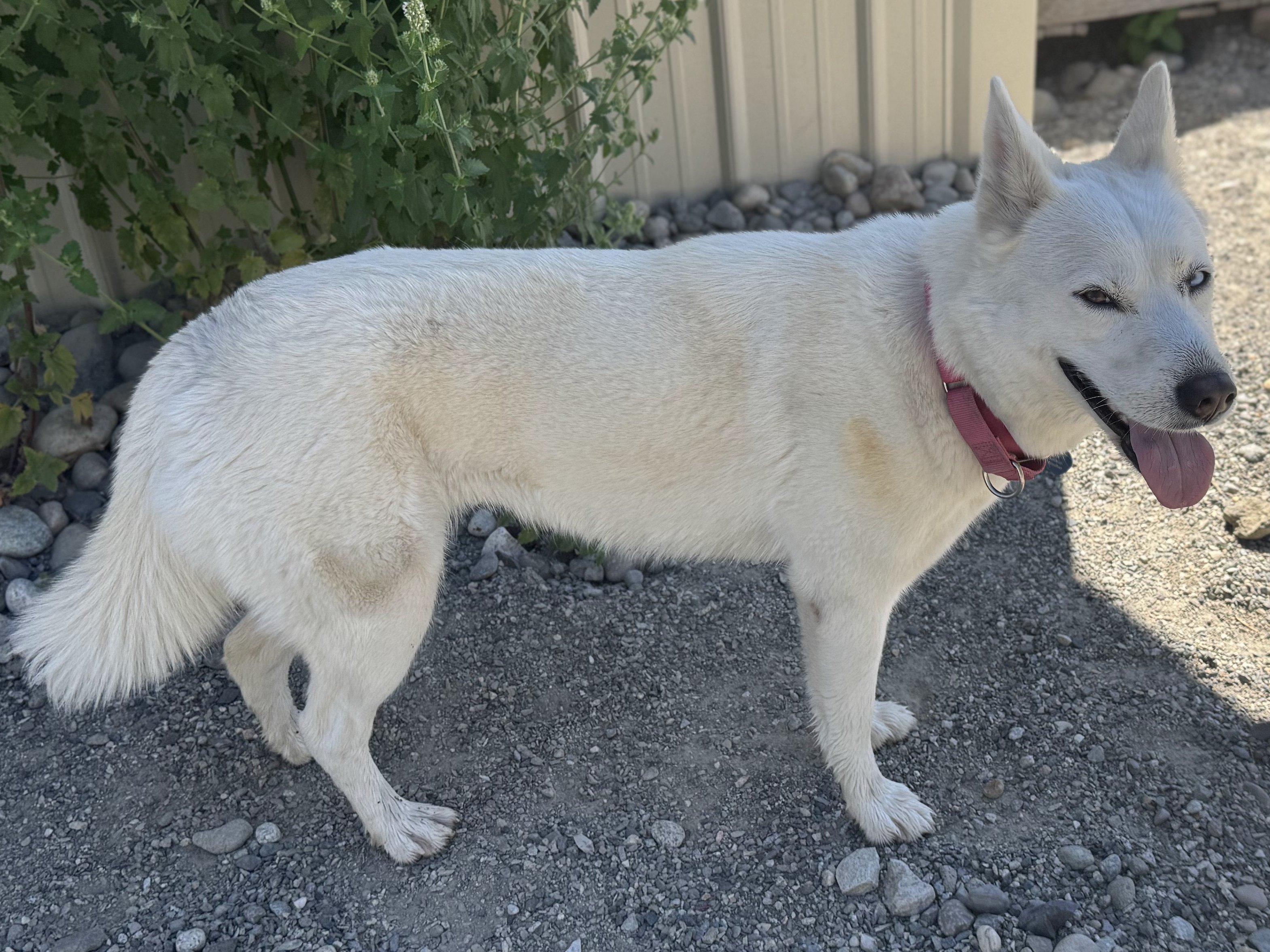 Cypress, an adoptable Husky, Mixed Breed in Republic, WA, 99166 | Photo Image 4