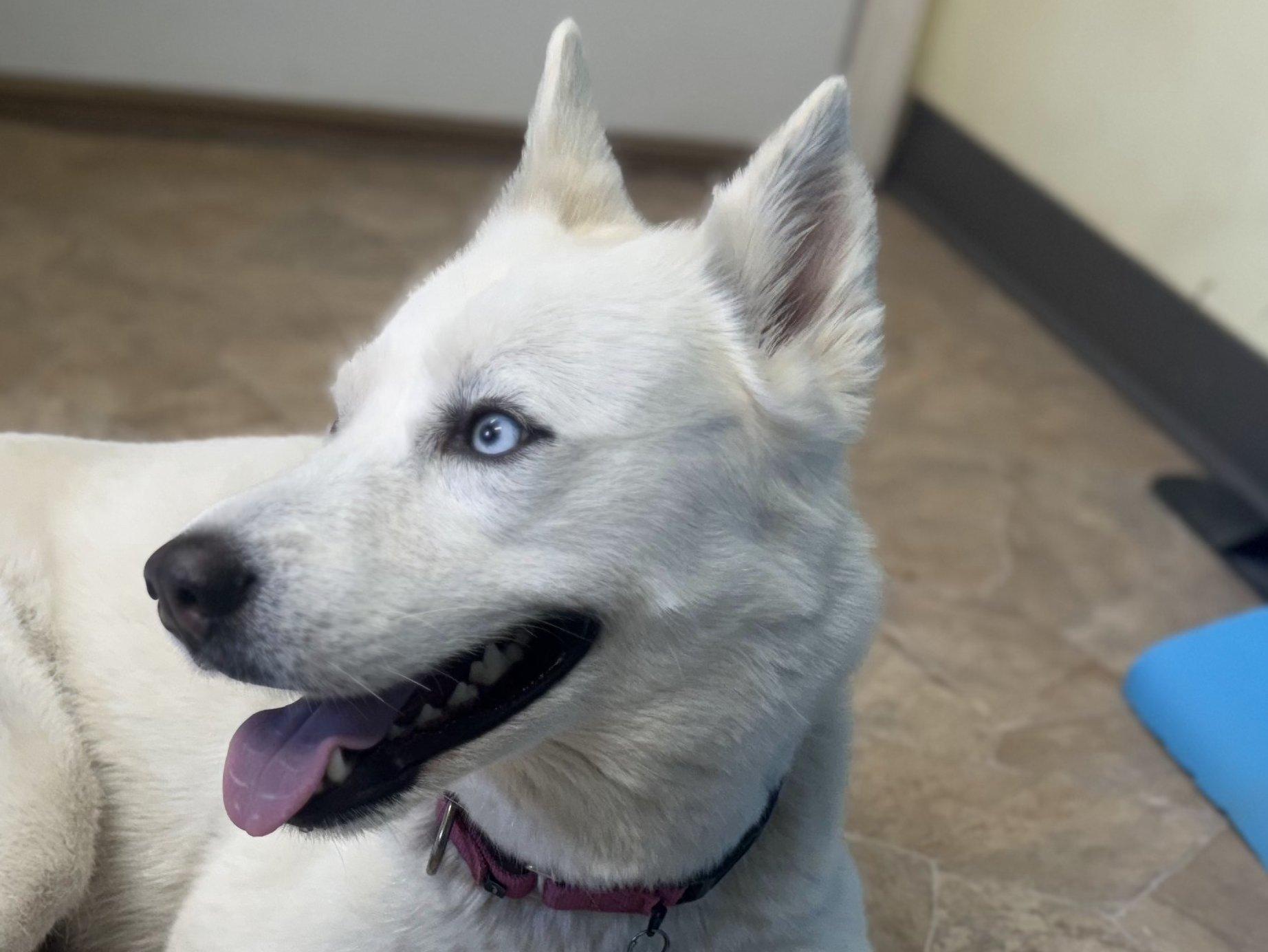 Cypress, an adoptable Husky, Mixed Breed in Republic, WA, 99166 | Photo Image 1