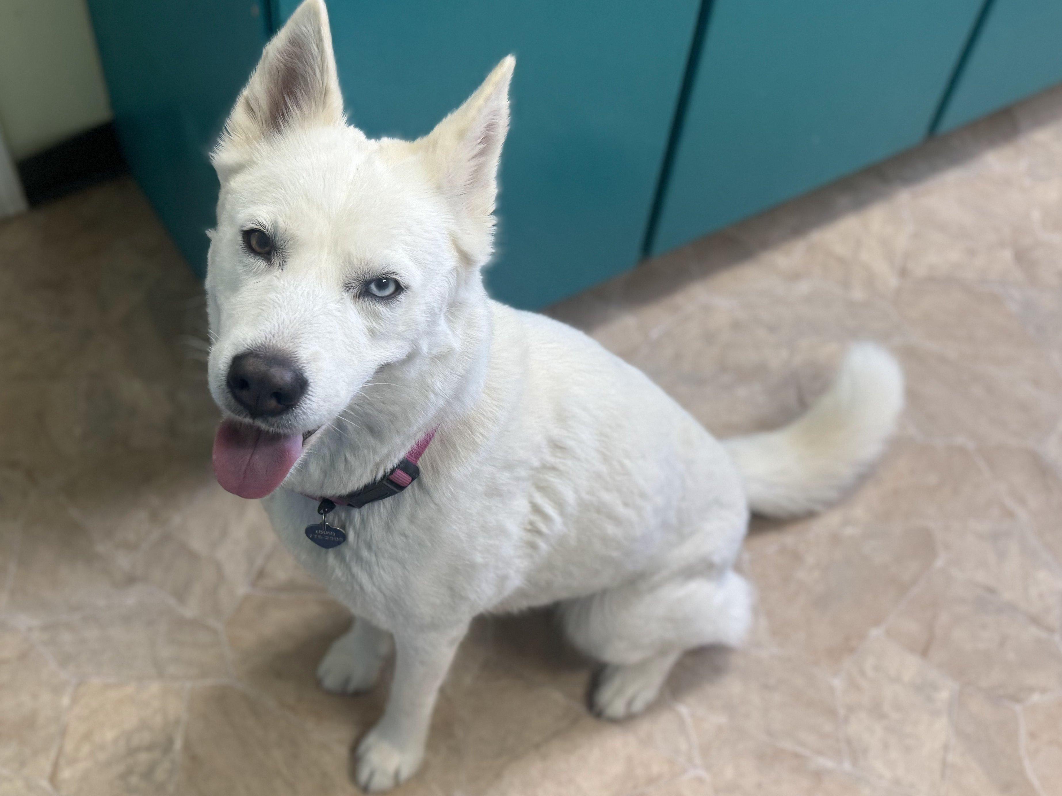 Cypress, an adoptable Husky, Mixed Breed in Republic, WA, 99166 | Photo Image 2