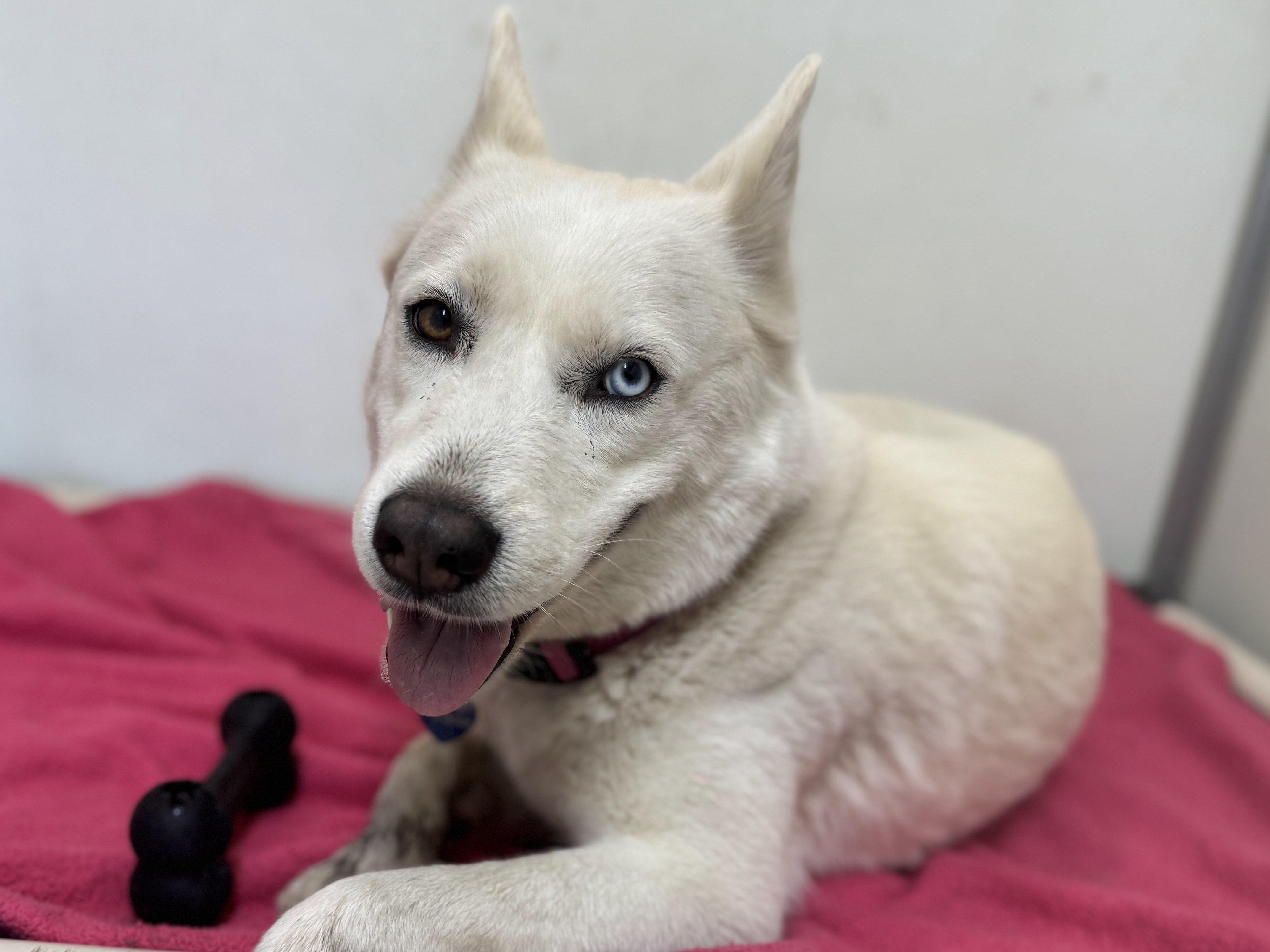 Cypress, an adoptable Husky, Mixed Breed in Republic, WA, 99166 | Photo Image 5
