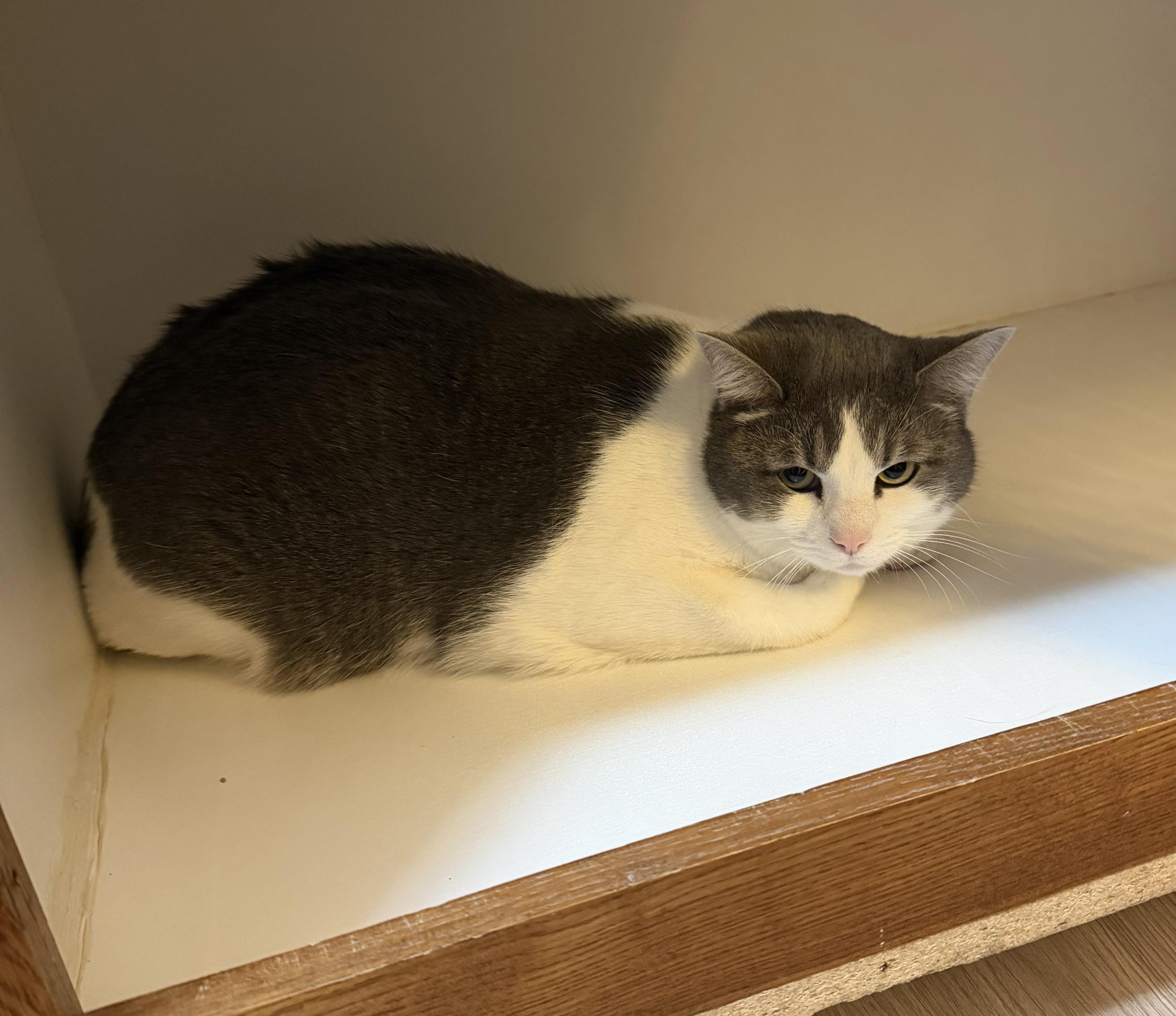 Cali, adopted, Adult Female Domestic Short Hair.