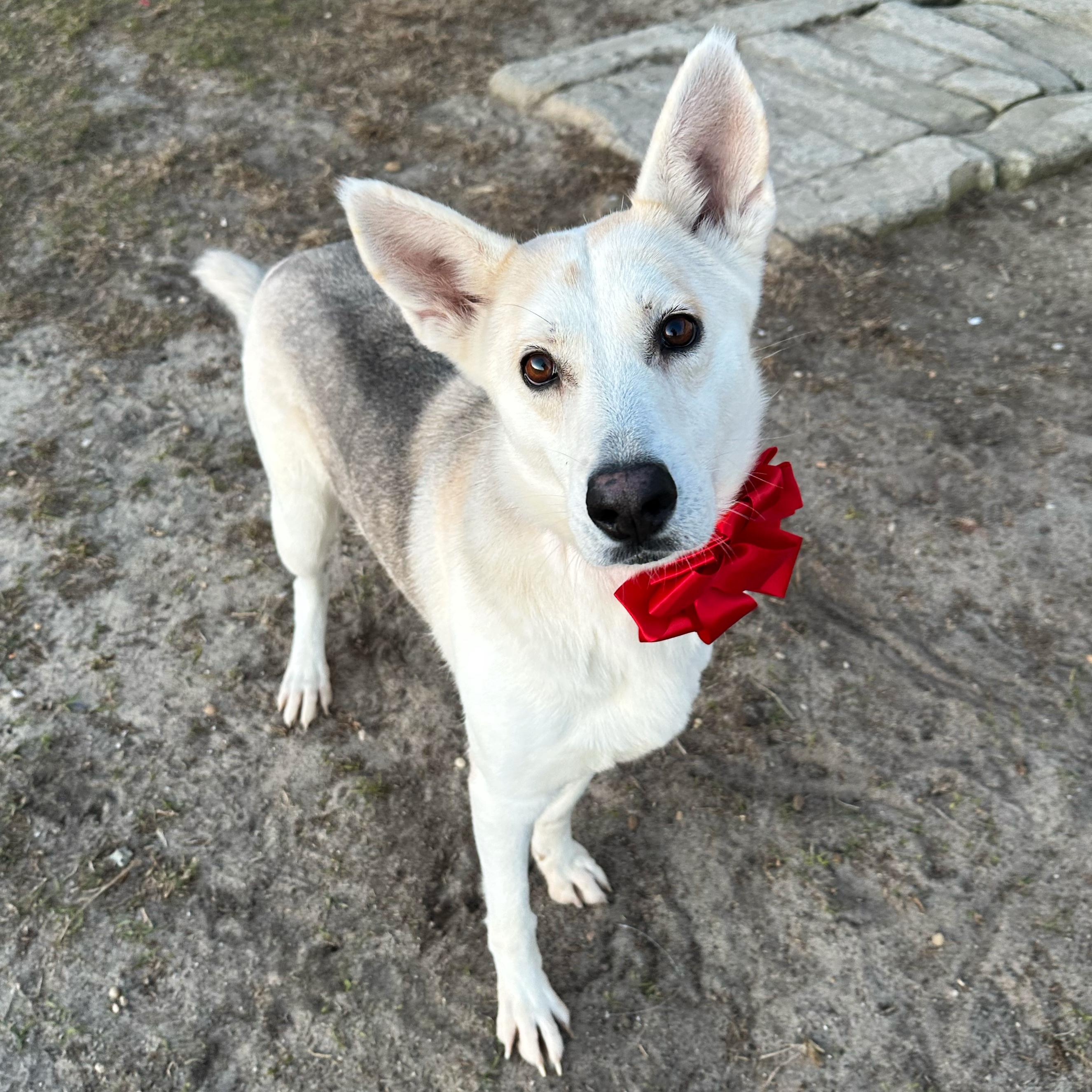 Enlarge Shakira, a Adoptable mixed breed in Valdosta, GA image 6/6
