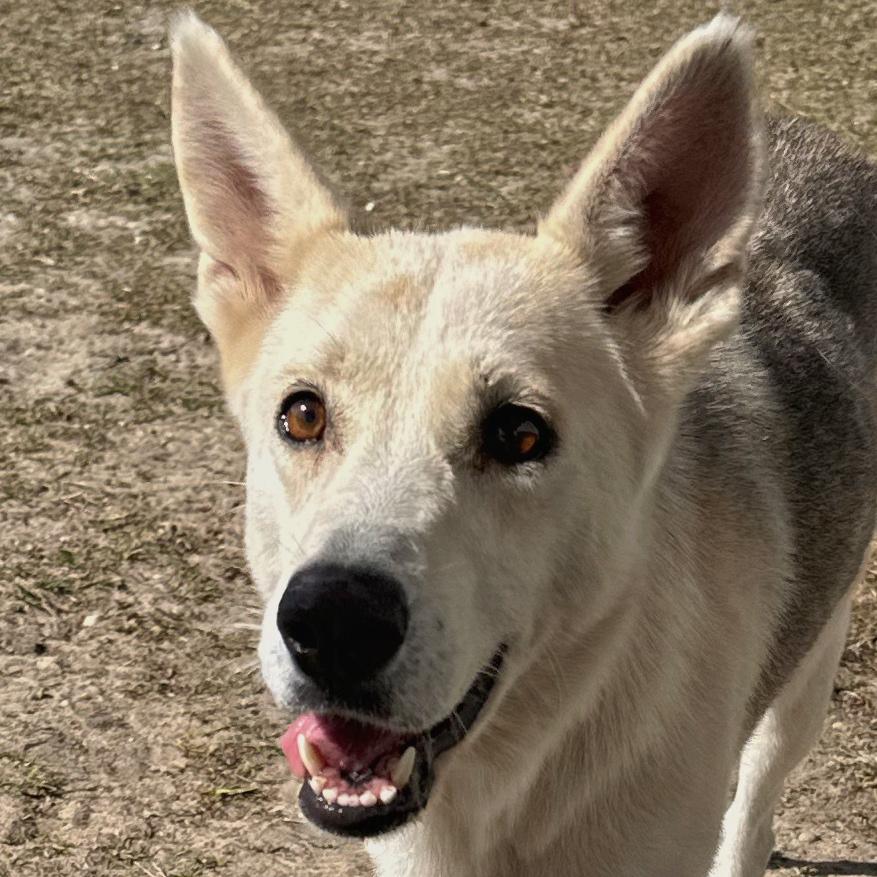 Shakira, a Adoptable mixed breed in Valdosta, GA image 1/5