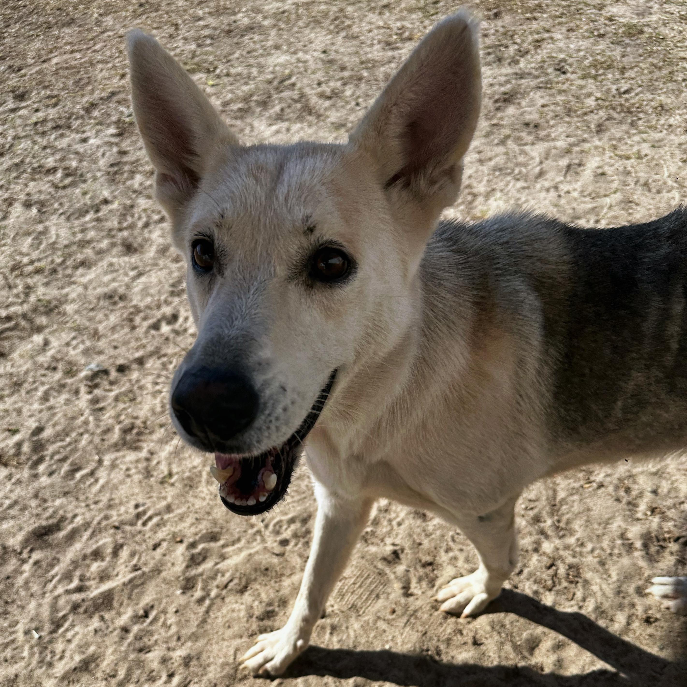 Shakira, a Adoptable mixed breed in Valdosta, GA image 2/5