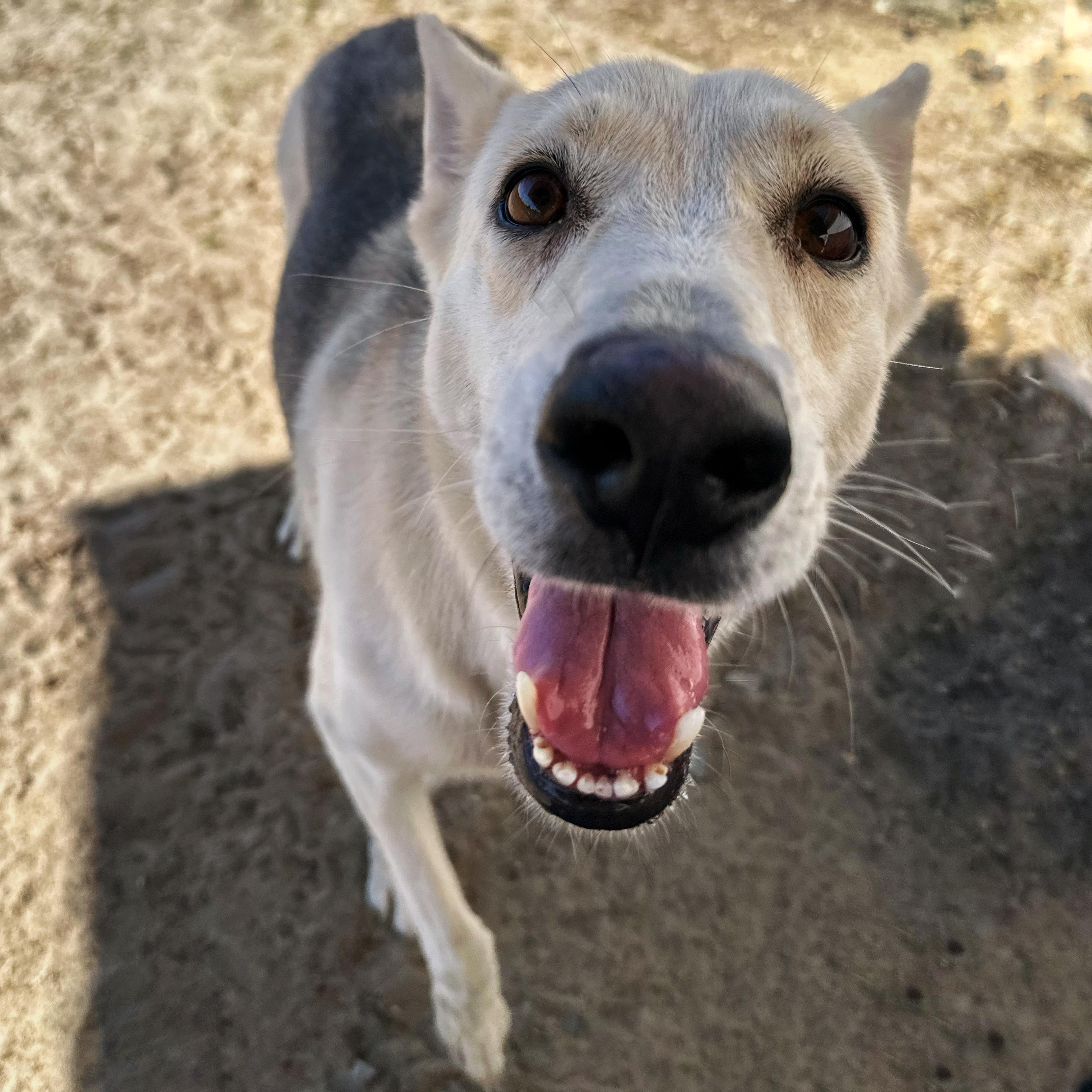 Shakira, a Adoptable mixed breed in Valdosta, GA image 3/5