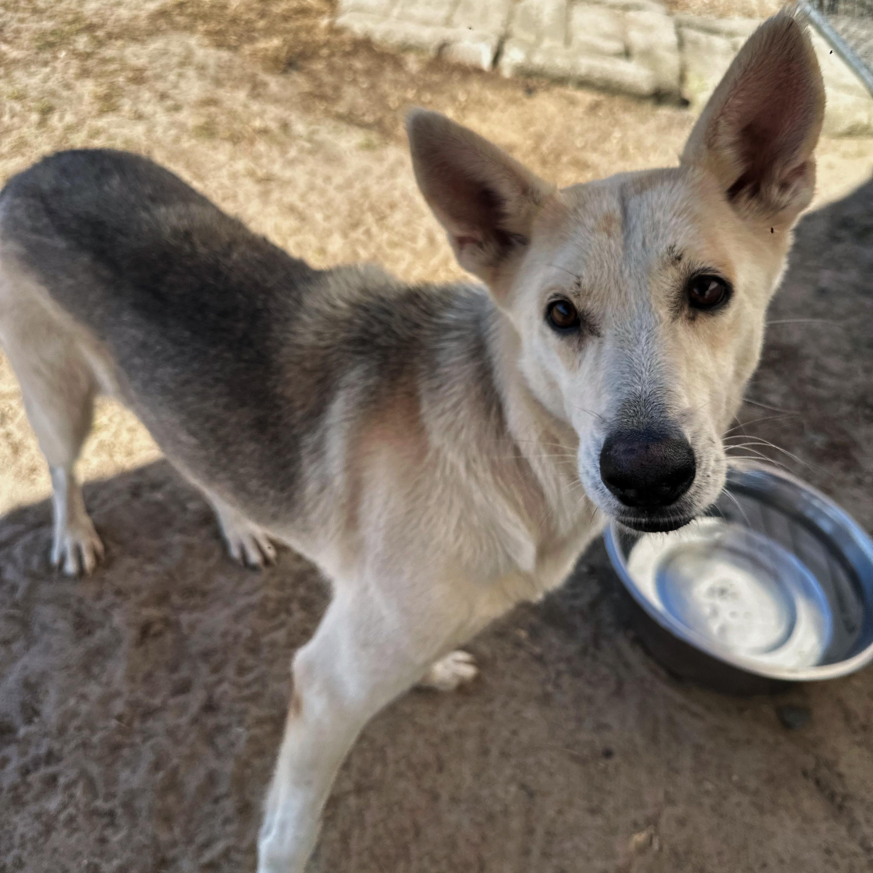Shakira, a Adoptable mixed breed in Valdosta, GA image 4/5