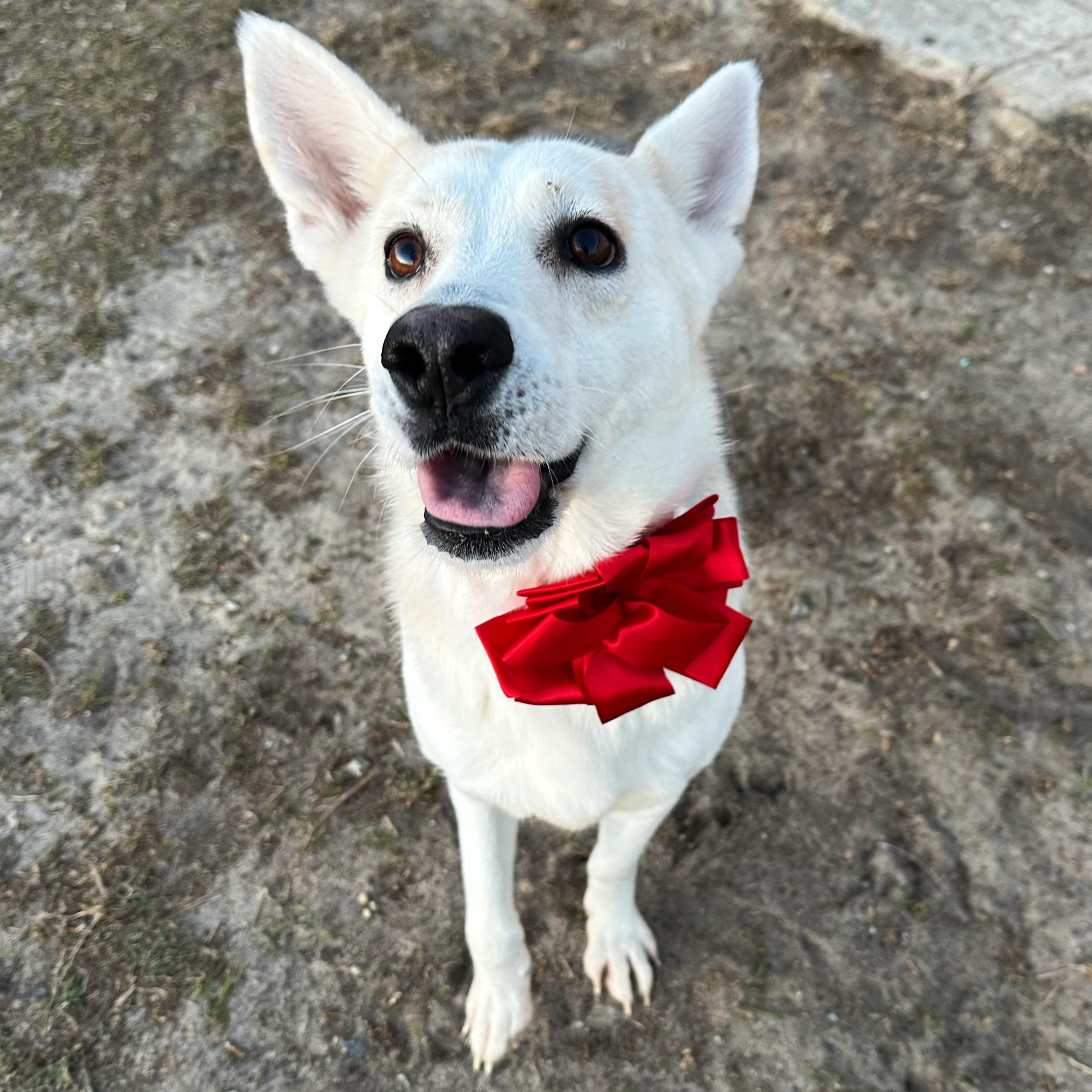 Enlarge Shakira, a Adoptable mixed breed in Valdosta, GA image 4/6