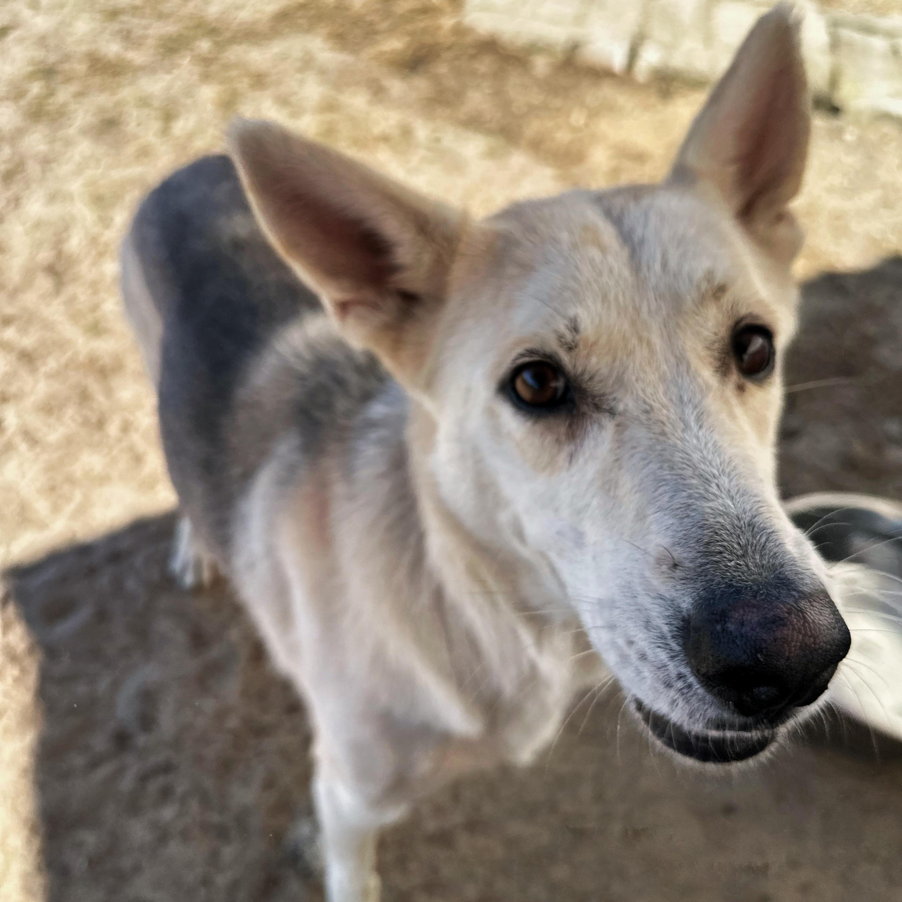 Shakira, a Adoptable mixed breed in Valdosta, GA image 5/5