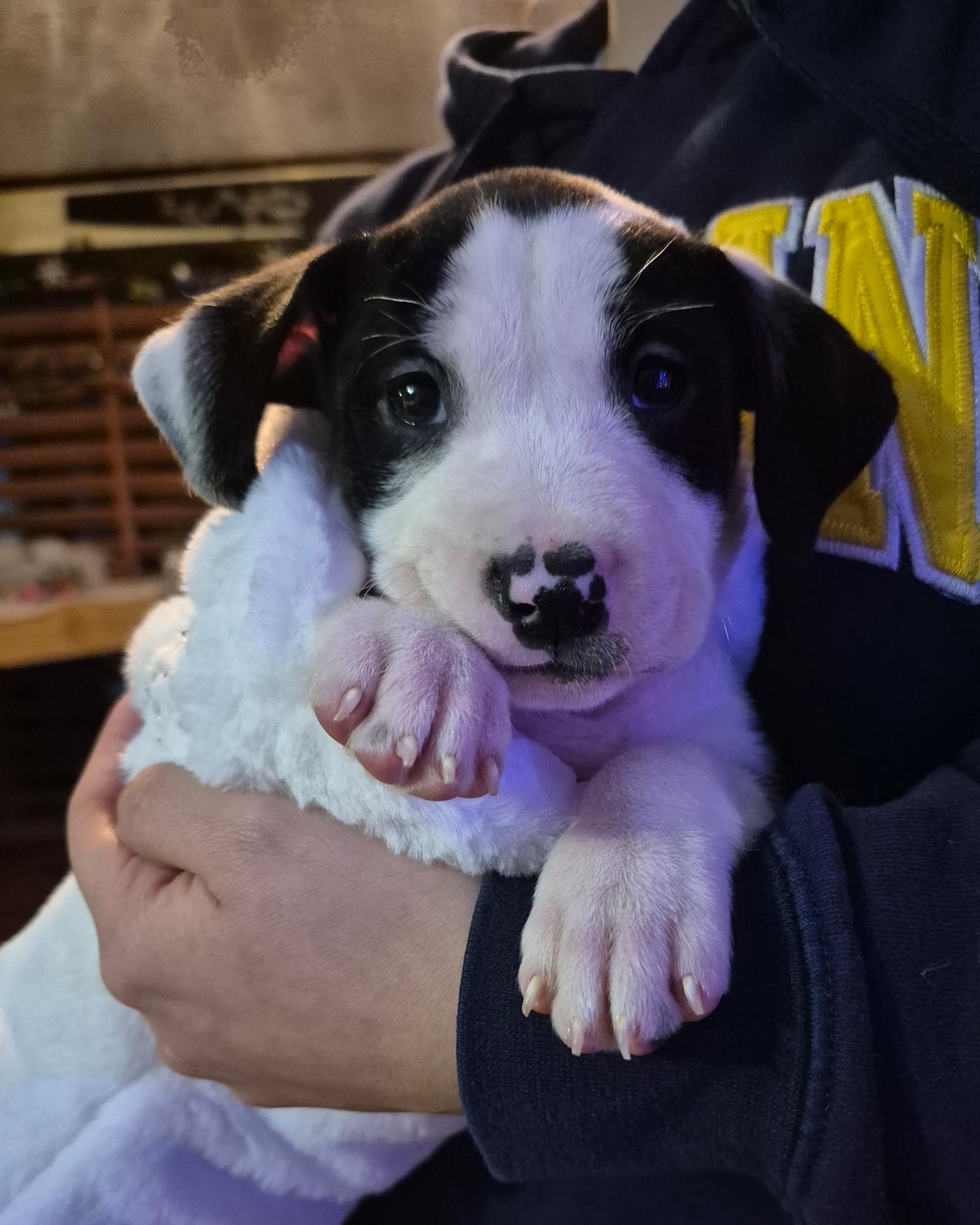 Enlarge LOTTIE - ARRIVING IN MAINE JANUARY 10TH, an adopted Mixed Breed in Berwick, ME image 2/6