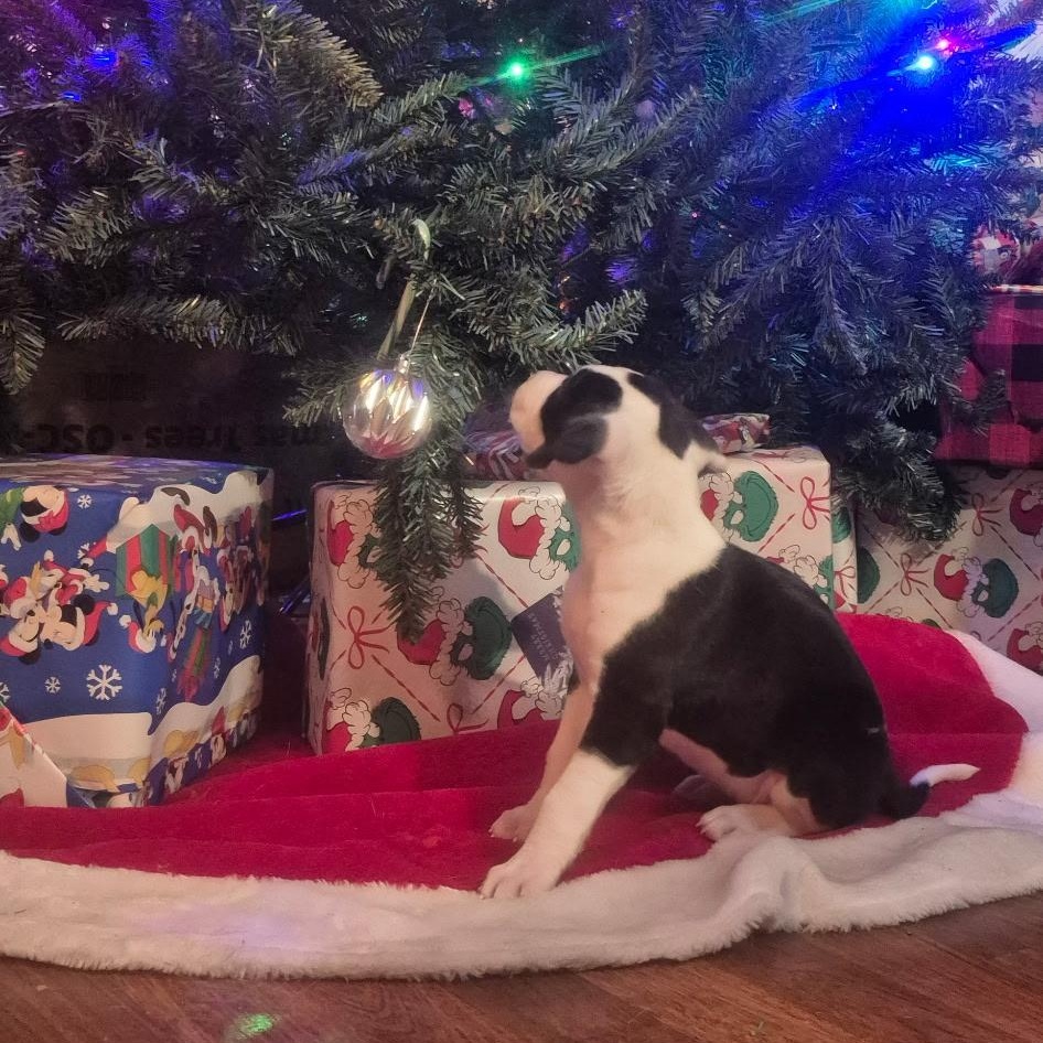 Enlarge LOTTIE - ARRIVING IN MAINE JANUARY 10TH, an adopted Mixed Breed in Berwick, ME image 3/6