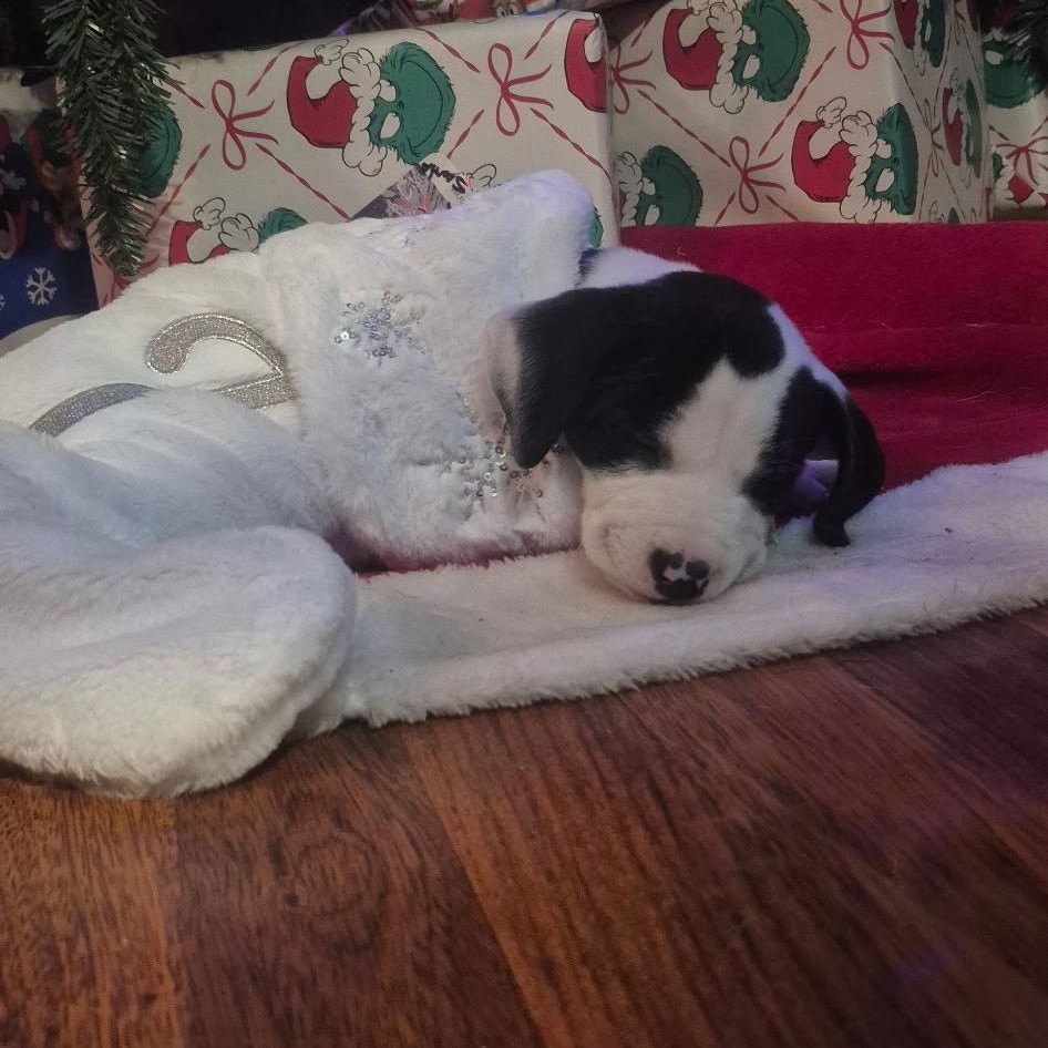 Enlarge LOTTIE - ARRIVING IN MAINE JANUARY 10TH, an adopted Mixed Breed in Berwick, ME image 4/6