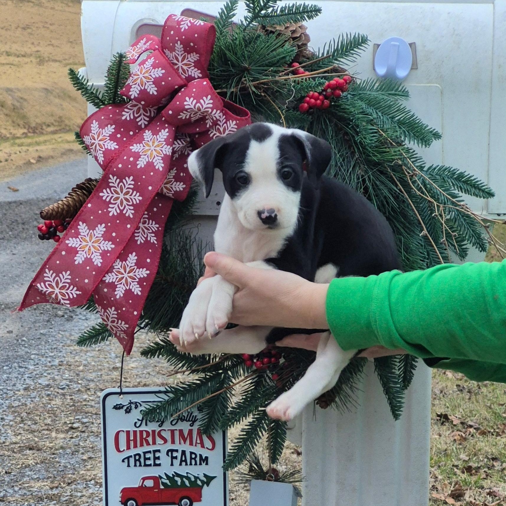 Enlarge LOTTIE - ARRIVING IN MAINE JANUARY 10TH, an adopted Mixed Breed in Berwick, ME image 5/6