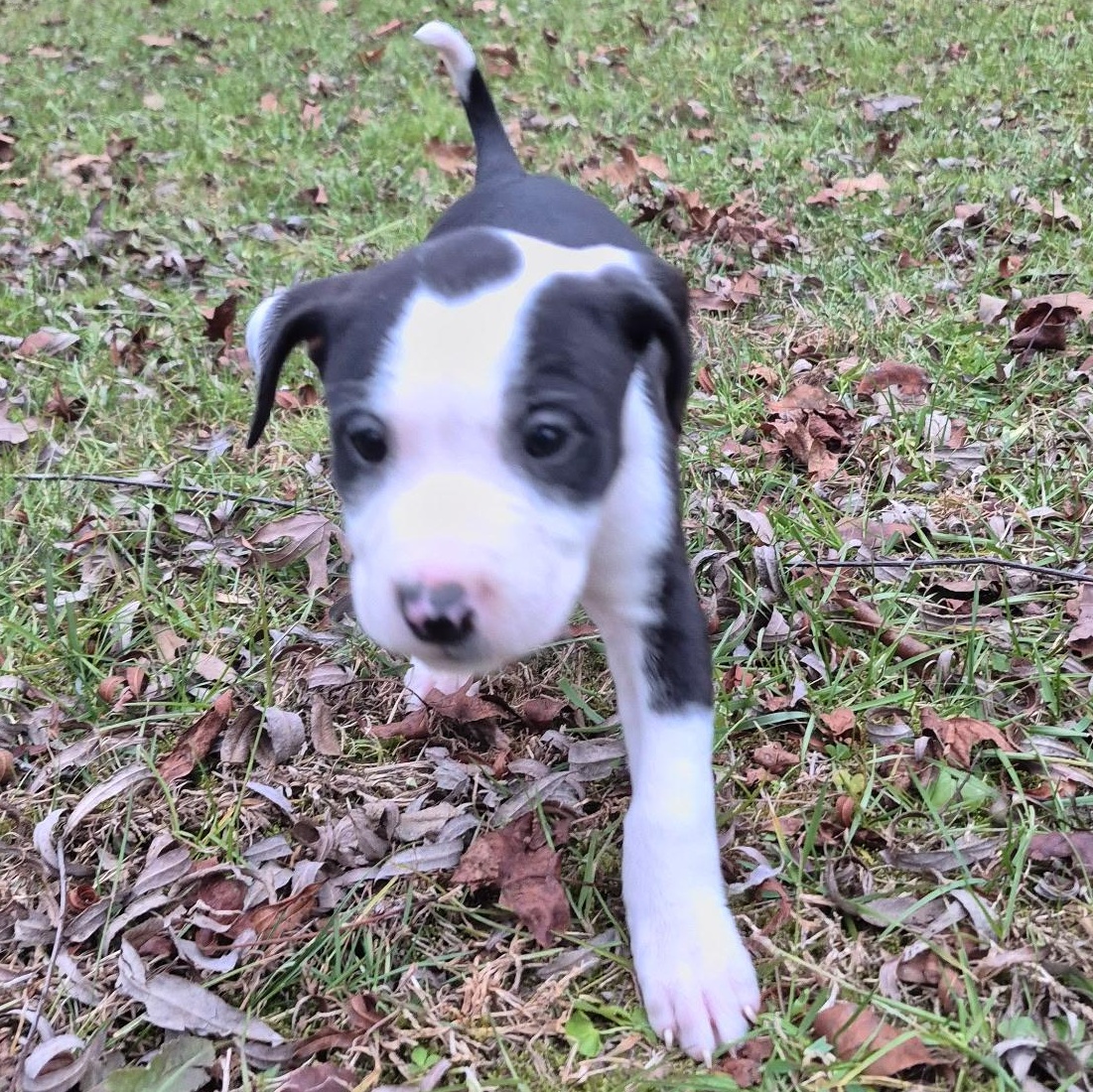 Enlarge LOTTIE - ARRIVING IN MAINE JANUARY 10TH, an adopted Mixed Breed in Berwick, ME image 6/6