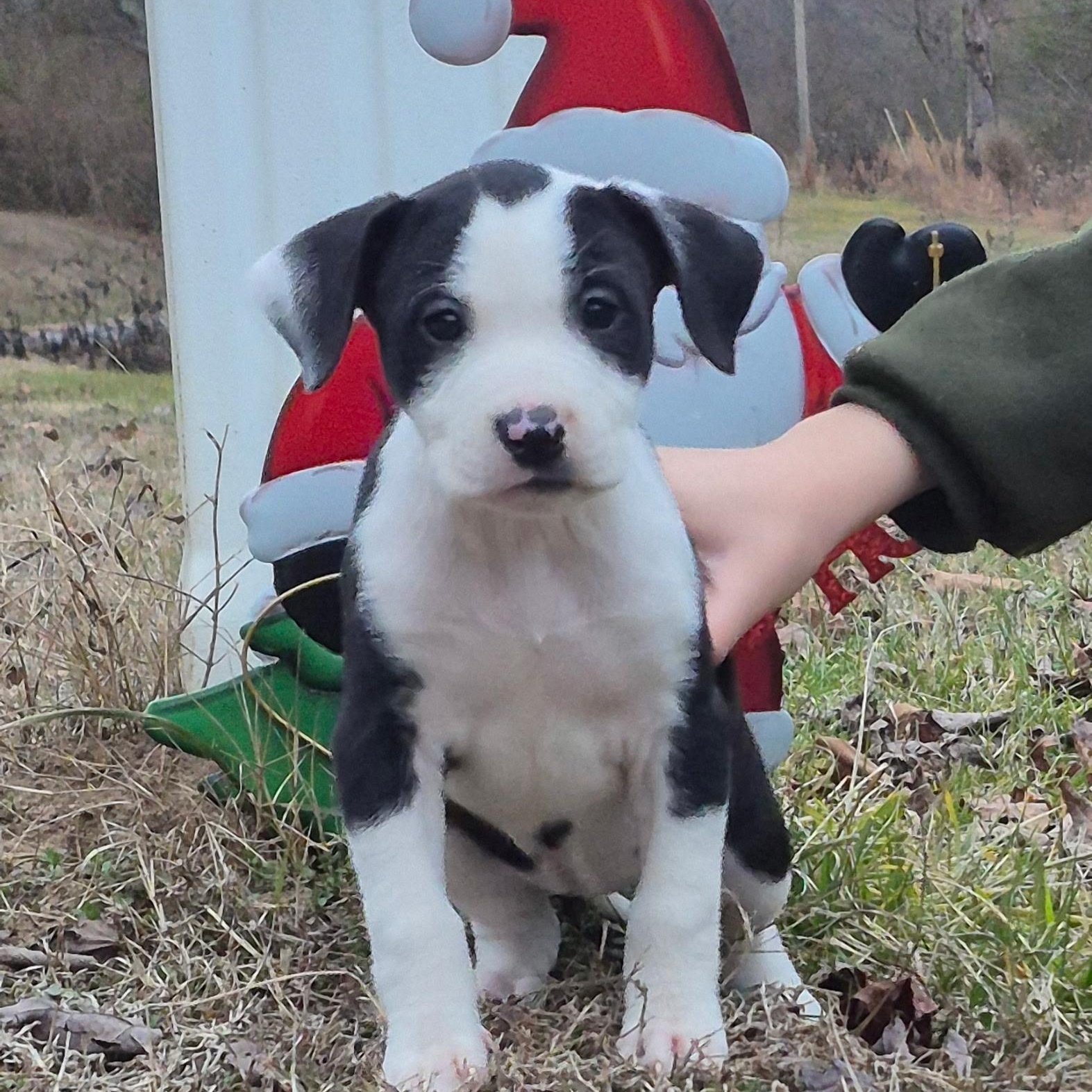 Enlarge LOTTIE - ARRIVING IN MAINE JANUARY 10TH, an adopted Mixed Breed in Berwick, ME image 1/6