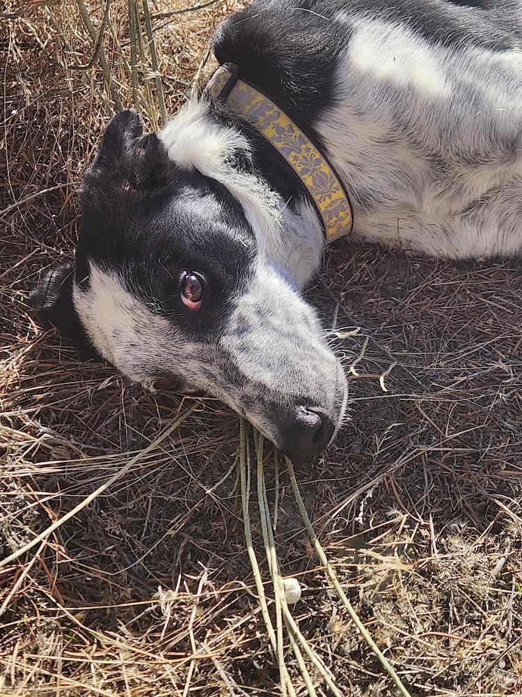 Kairi, Adopted, Young Female Australian Cattle Dog / Blue Heeler.