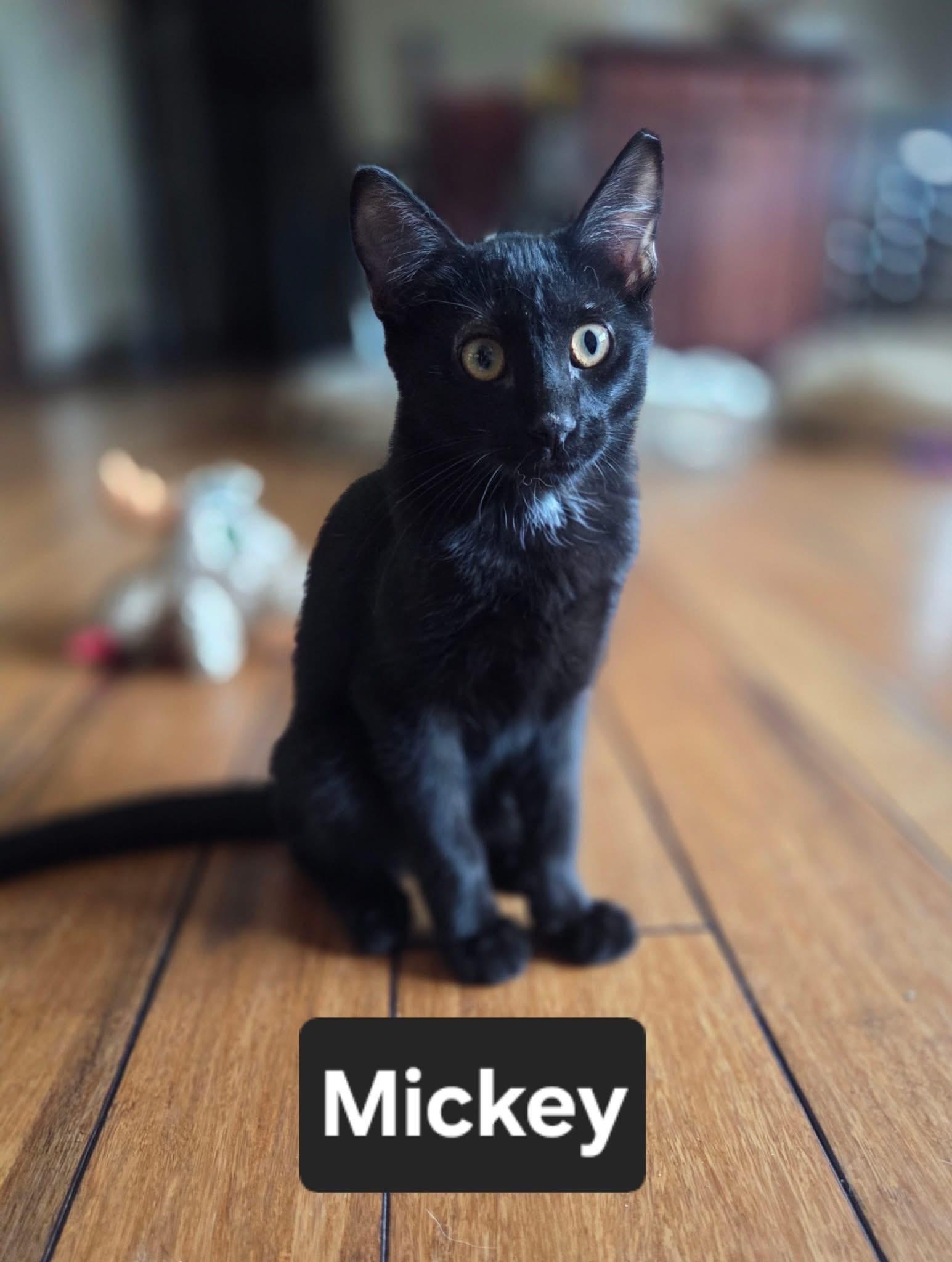 Mickey, ADOPTABLE, Kitten Male Domestic Short Hair.
