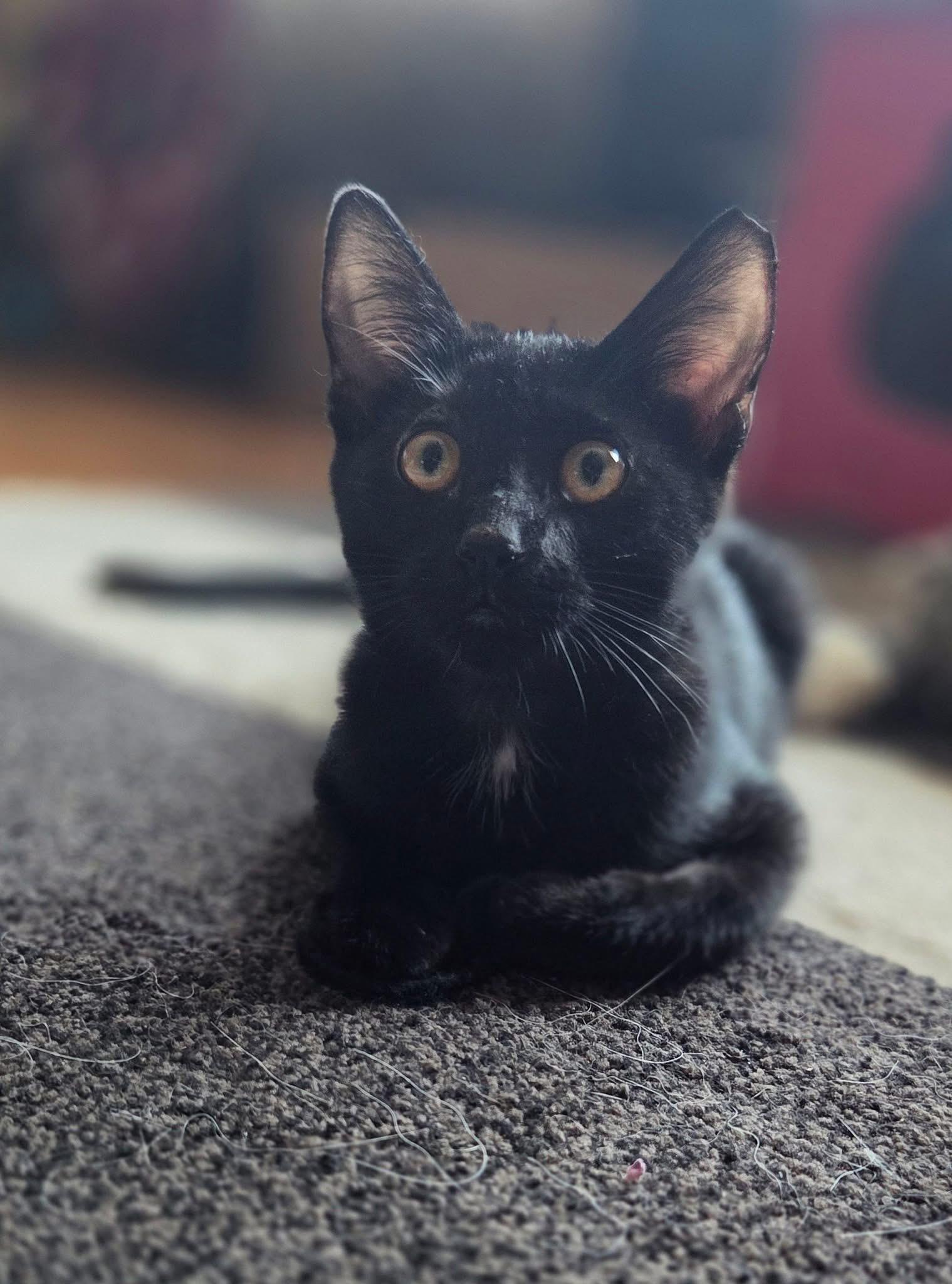 Enlarge Mickey, a ADOPTABLE Domestic Short Hair in Manhattan, KS image 3/5