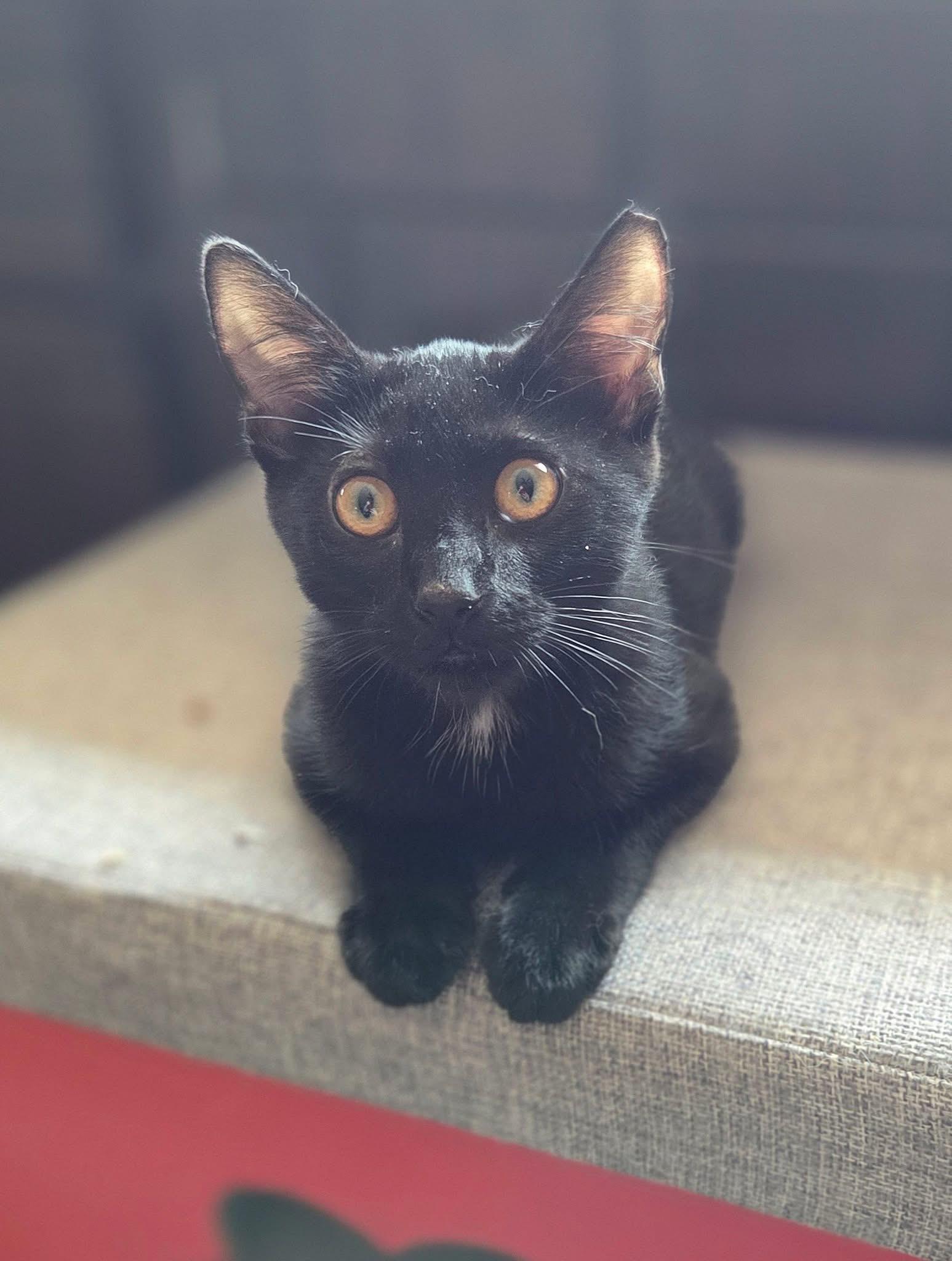 Enlarge Mickey, a ADOPTABLE Domestic Short Hair in Manhattan, KS image 2/5