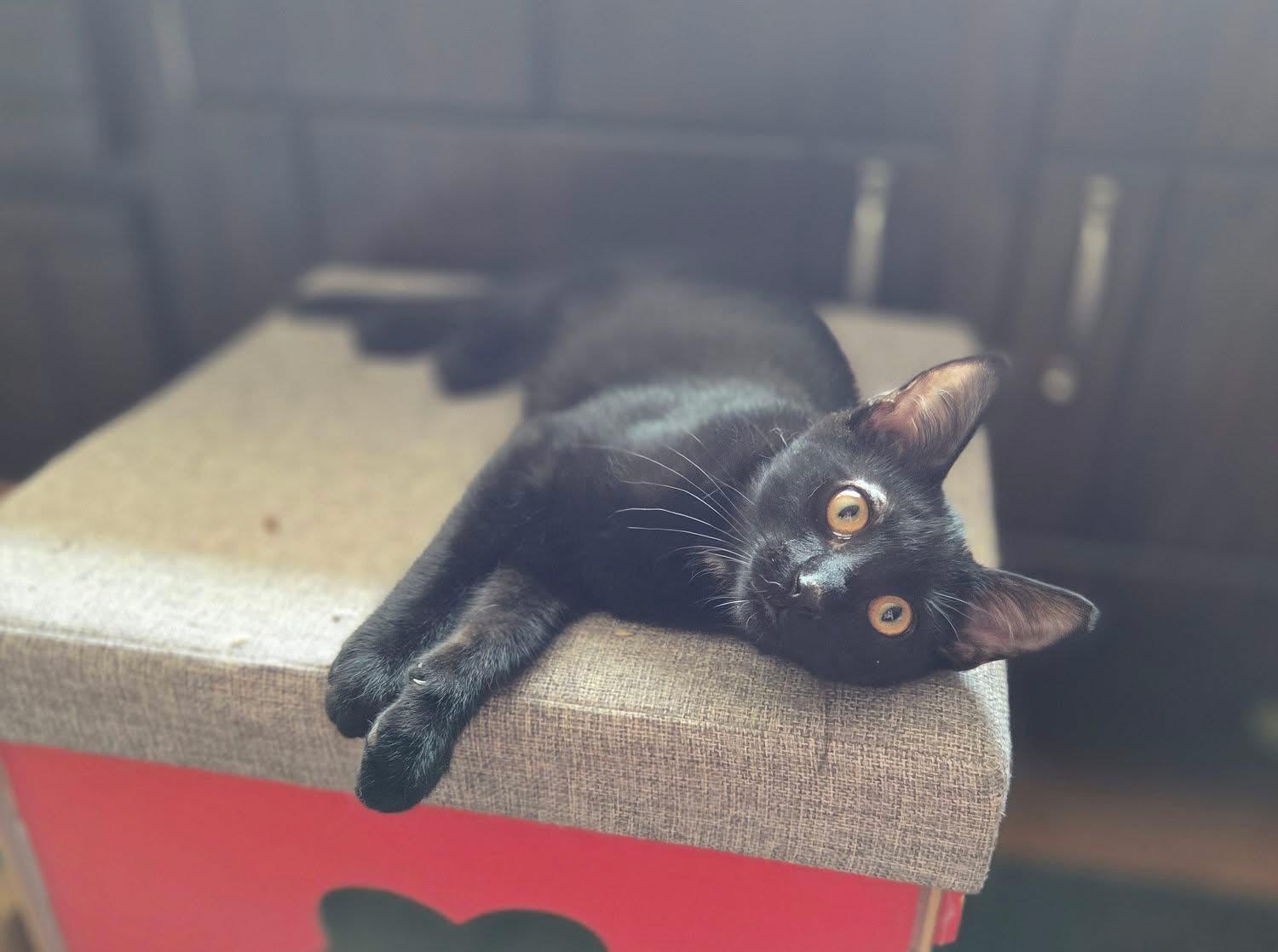Enlarge Mickey, a ADOPTABLE Domestic Short Hair in Manhattan, KS image 5/5
