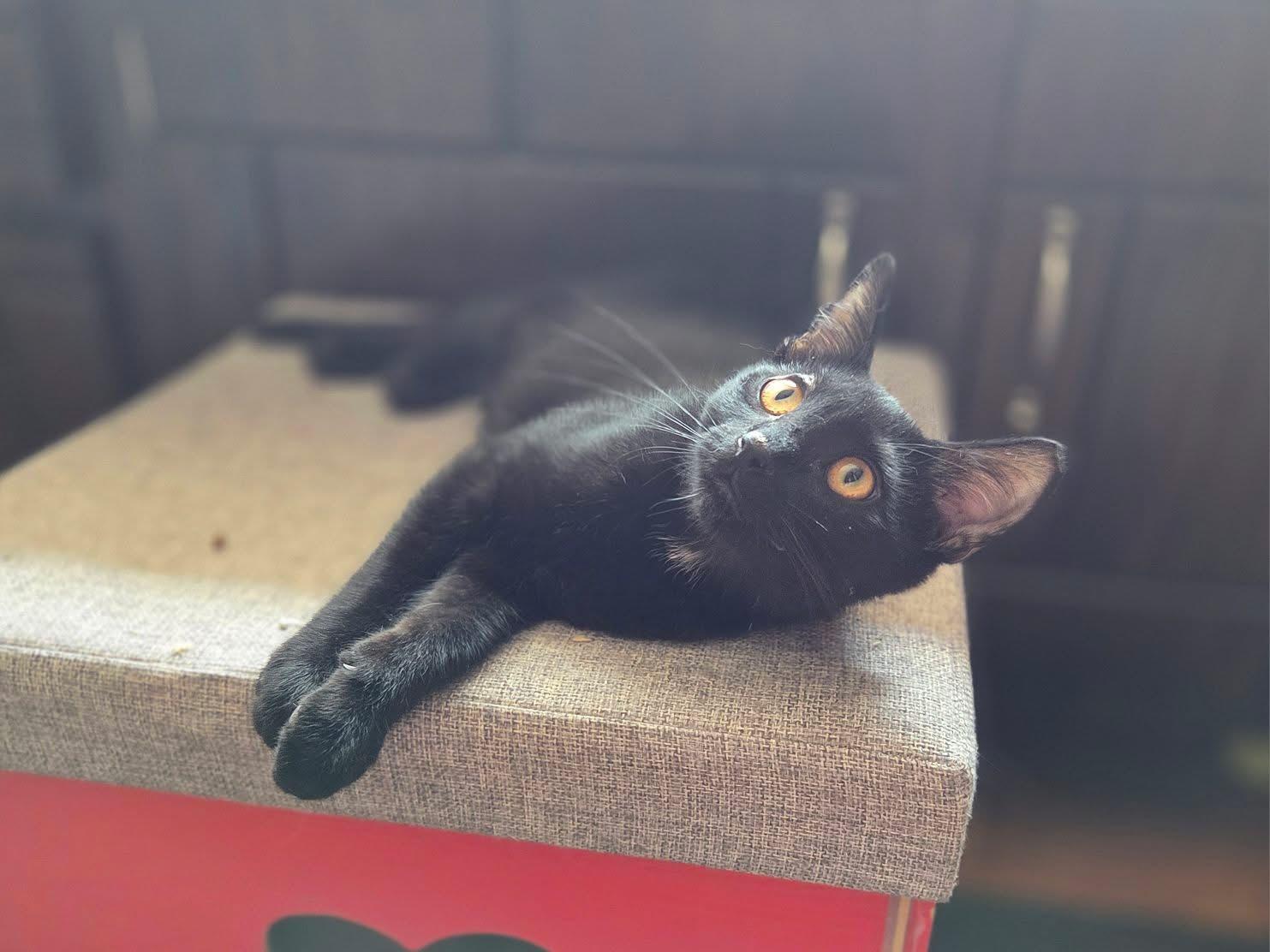 Enlarge Mickey, a ADOPTABLE Domestic Short Hair in Manhattan, KS image 4/5