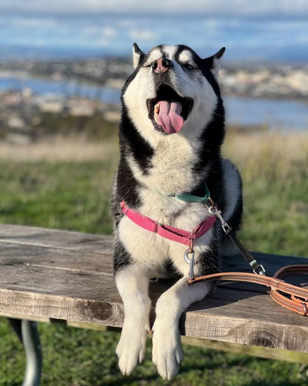 Elvis, a Adoptable mixed breed in Vallejo, CA image 1/6