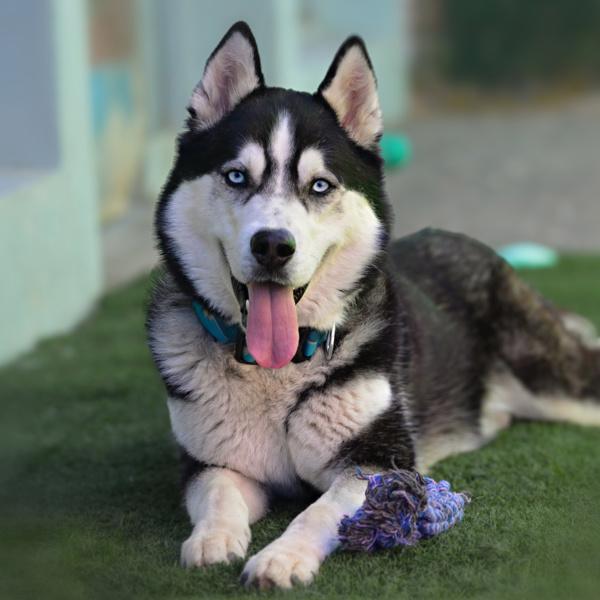 Enlarge Elvis, a Adoptable mixed breed in Vallejo, CA image 3/6