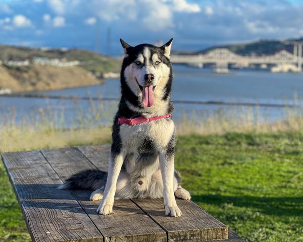 Enlarge Elvis, a Adoptable mixed breed in Vallejo, CA image 4/6