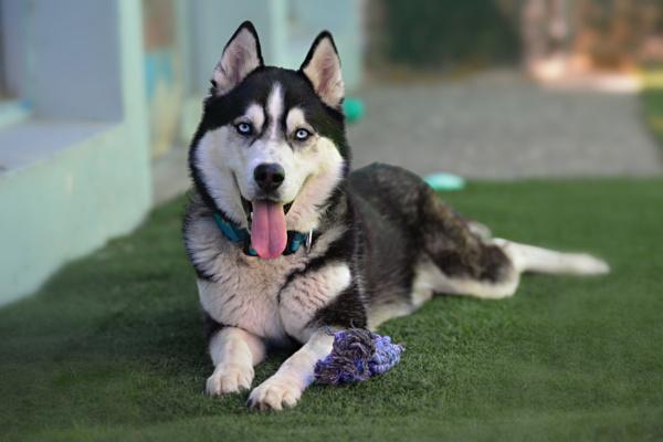 Enlarge Elvis, a Adoptable mixed breed in Vallejo, CA image 5/6