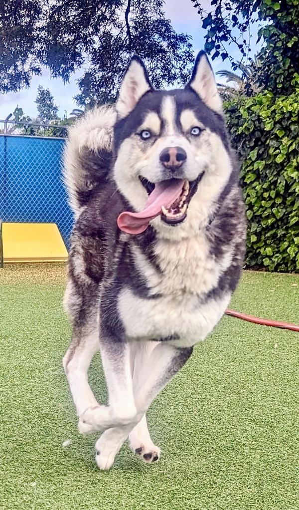 Elvis, a Adoptable mixed breed in Vallejo, CA image 5/6