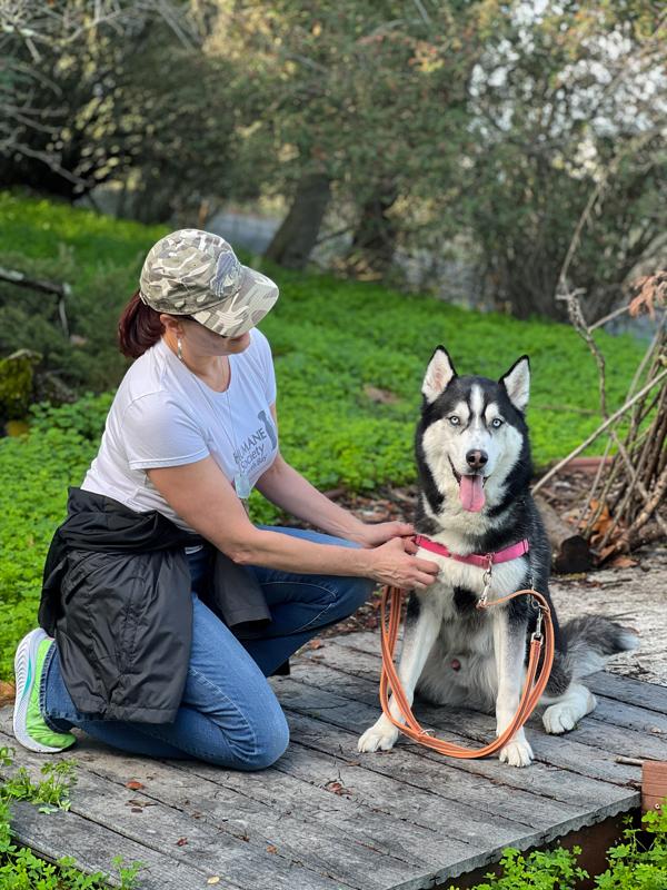 Enlarge Elvis, a Adoptable mixed breed in Vallejo, CA image 6/6