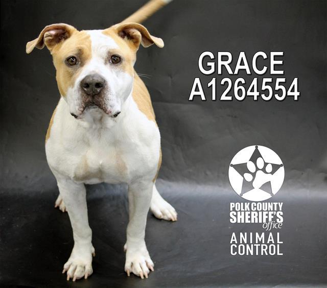 GRACE, Adoptable, Adult Female American Bulldog & Mixed Breed.