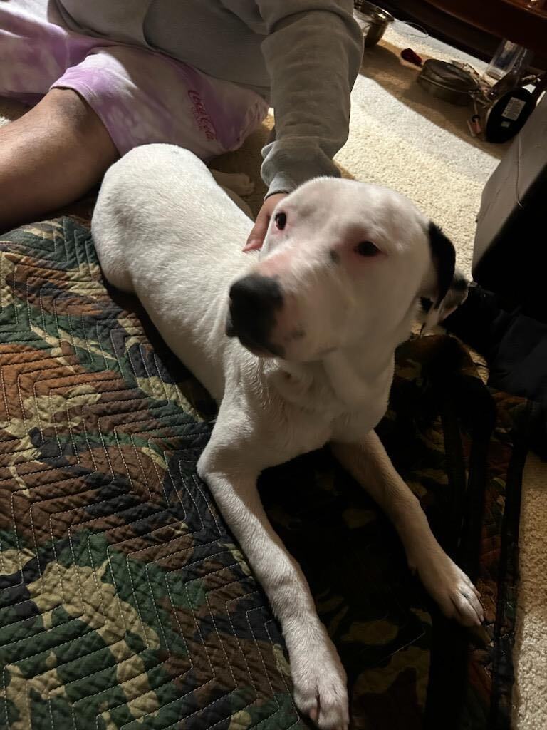 Enlarge Angel, a Adoptable mixed breed in Patterson, CA image 2/8