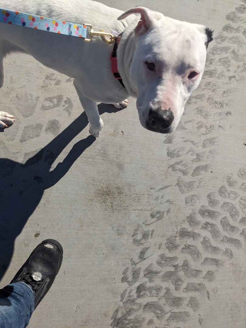 Enlarge Angel, a Adoptable mixed breed in Patterson, CA image 4/8