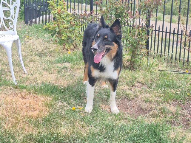 Jamie, Adopted, Adult Male Border Collie & Australian Shepherd.