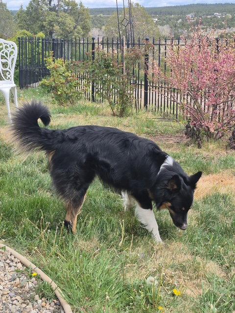 Jamie, a Adopted mixed breed in Pueblo West, CO image 2/3