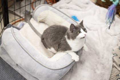 Wobbles - in Foster