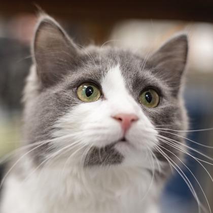Wobbles - in Foster