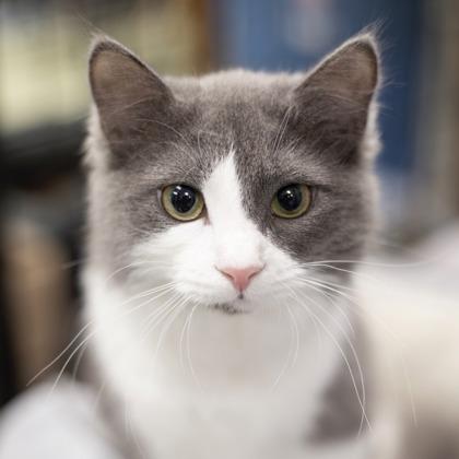 Wobbles - in Foster
