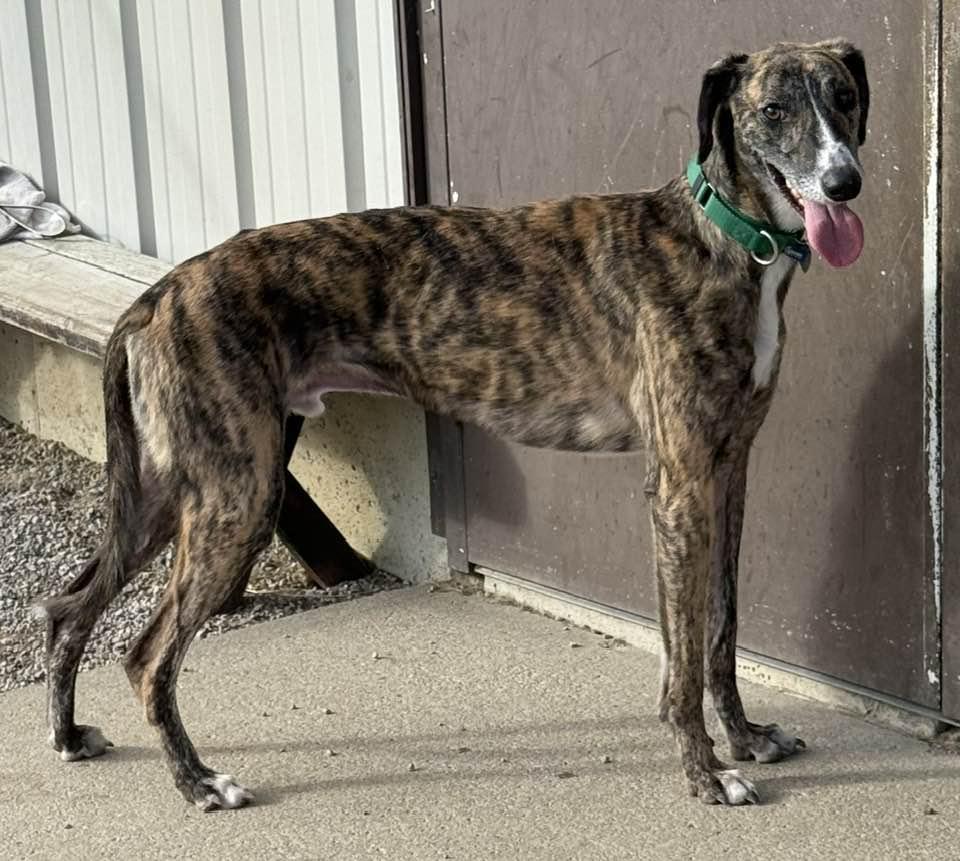 Danny, Adoptable, Young Male Greyhound & Lurcher.