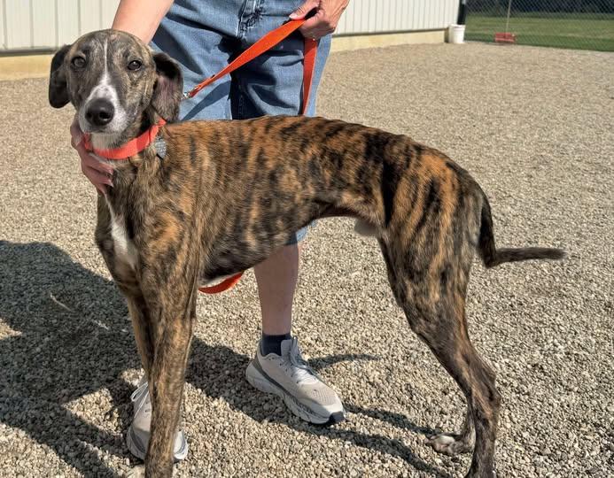 Danny, an adoptable Greyhound, Lurcher in Indianapolis, IN, 46220 | Photo Image 1
