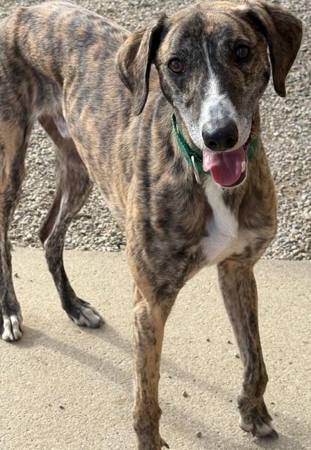 Danny, a Adoptable mixed breed in Indianapolis, IN image 2/6