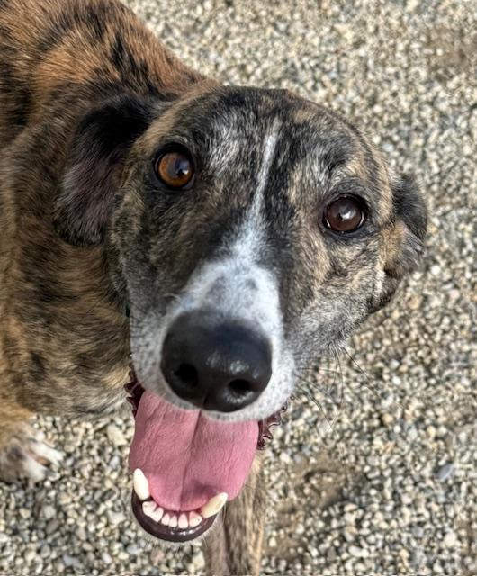 Danny, a Adoptable mixed breed in Indianapolis, IN image 3/6