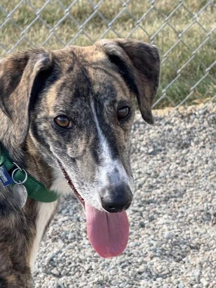 Danny, a Adoptable mixed breed in Indianapolis, IN image 4/6